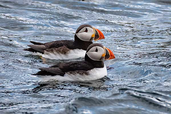 Walvistours Reykjavik